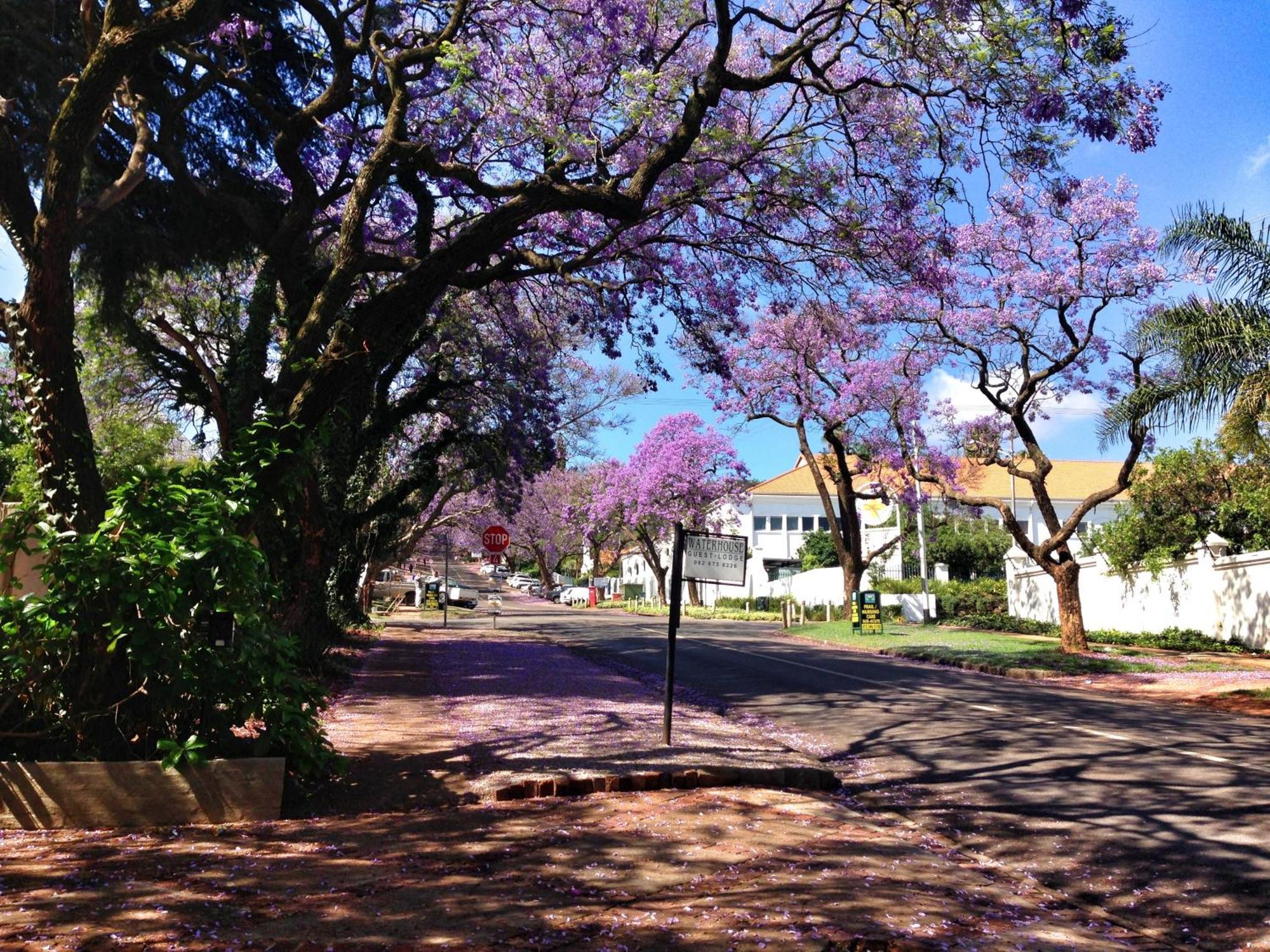Waterhouse Guest Lodge In Muckleneuk Pretoria-Noord Eksteriør billede